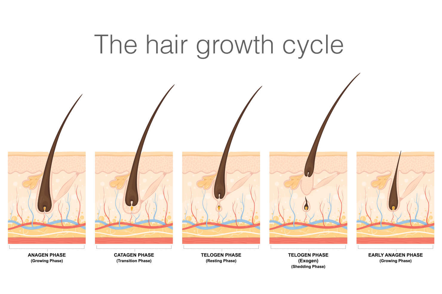 The impact of stress and hormonal changes on eyebrow growth and how serums can help 2