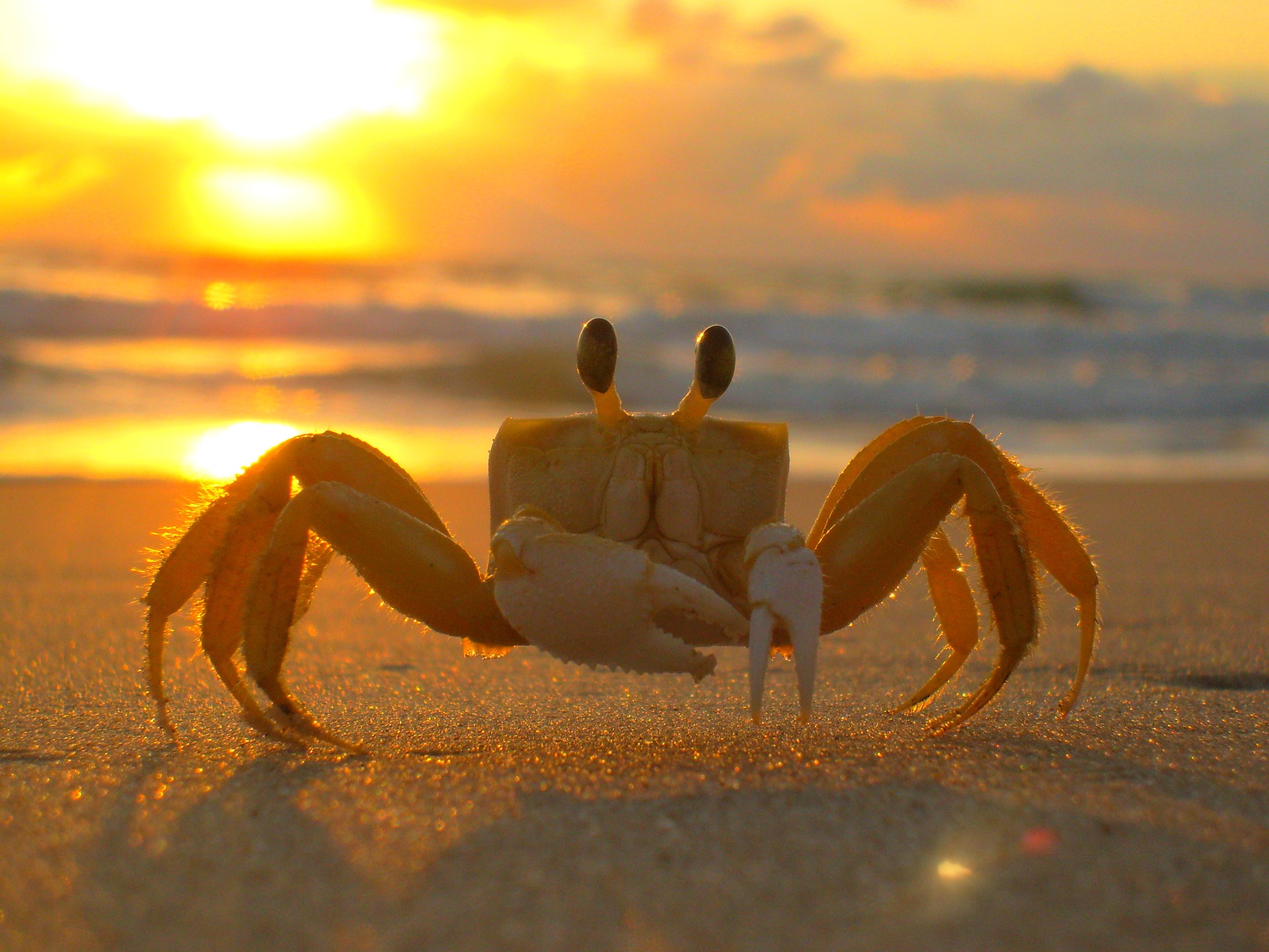 Crab at sunset