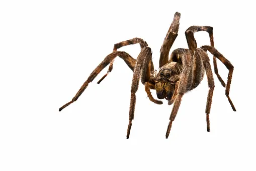 Does Sephora Body Butter Attract Spiders? The Truth Behind the Viral Claim 4