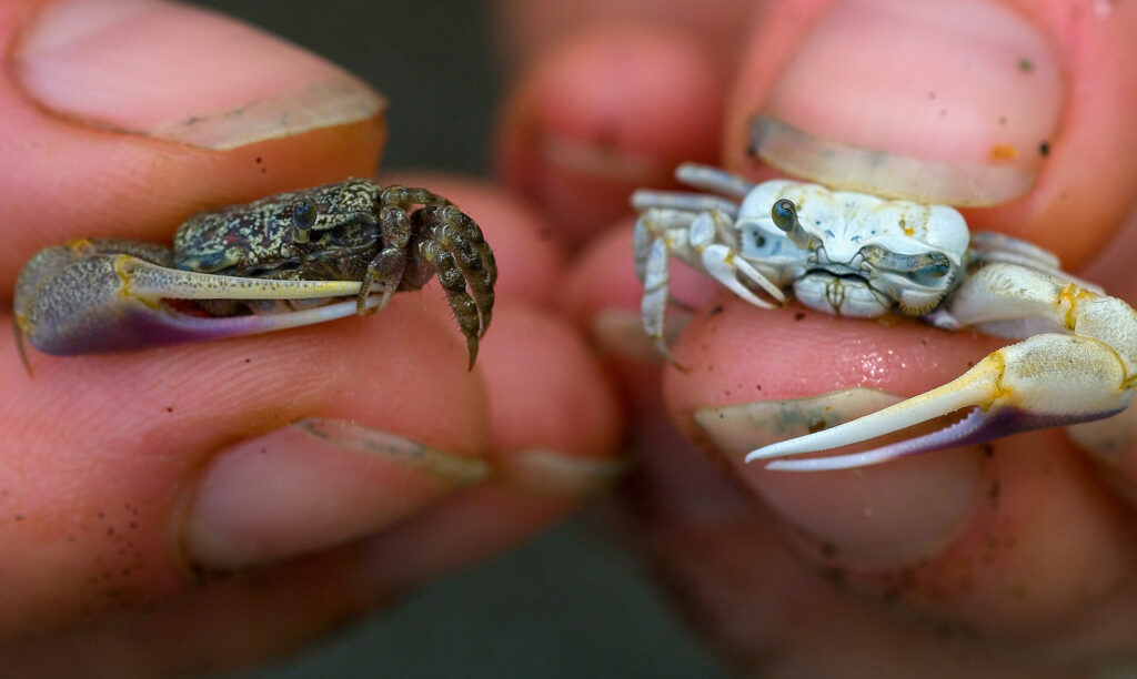 Fiddler crabs have a 360-degree eyesight