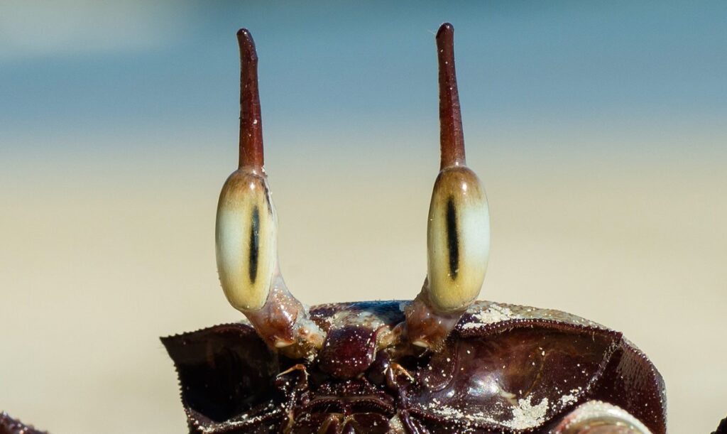Do Crabs Have Eyebrows? Get The Facts Here! 3
